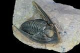 Dalejeproetus Trilobite - Uncommon Moroccan Proetid #128959-3
